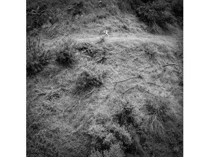 Anna Tivel - Animal Poem (LP)