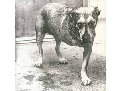 Alice In Chains - Alice In Chains (30th Anniversary) (Limited Edition) (Highlighter Yellow Vinyl) (LP)