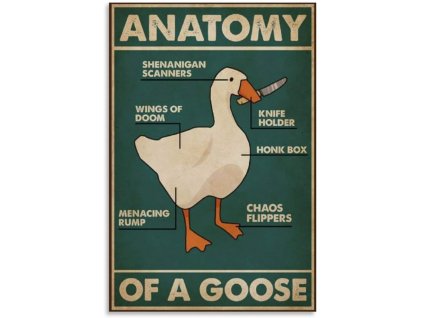 anatomie husy