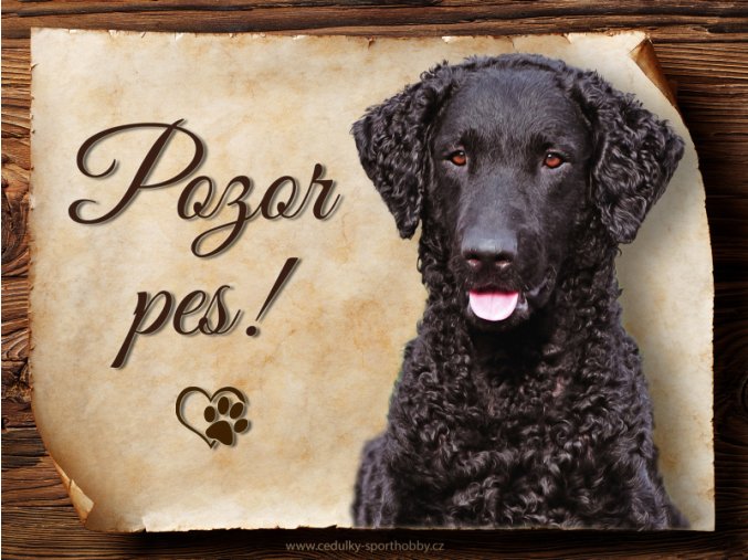 1660 Cedulka Curly coated retrívr