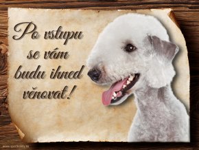 Cedulka Bedlington teriér - Po vstupu .../CP608