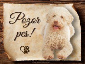 1709 Cedulka Italský vodní pes II