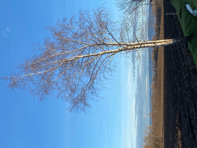 Bříza_Vysočina