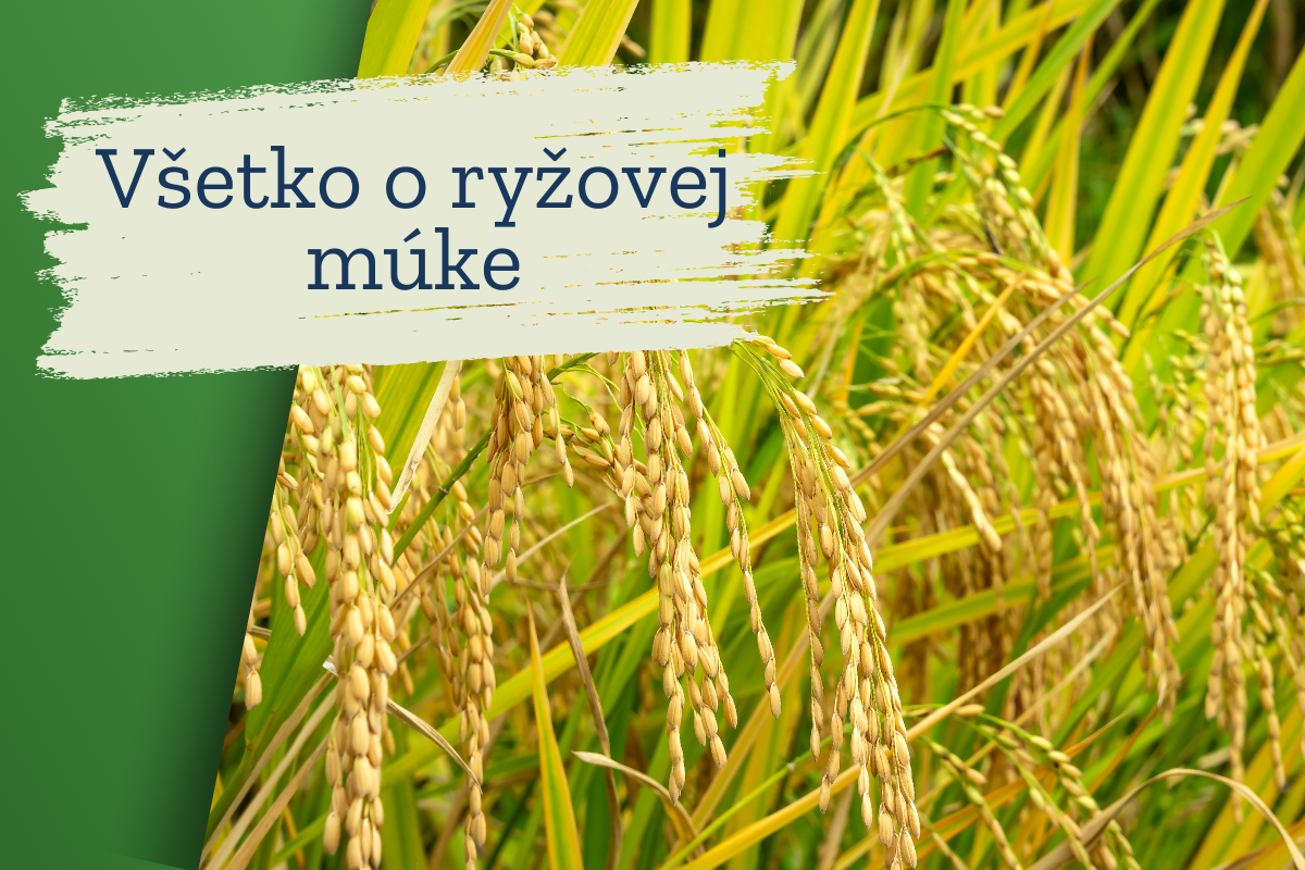 Všetko o ryžovej múke