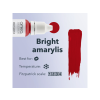 amarylis2