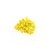yellow inkcups