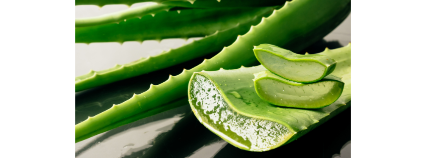 aloeveracentifolia