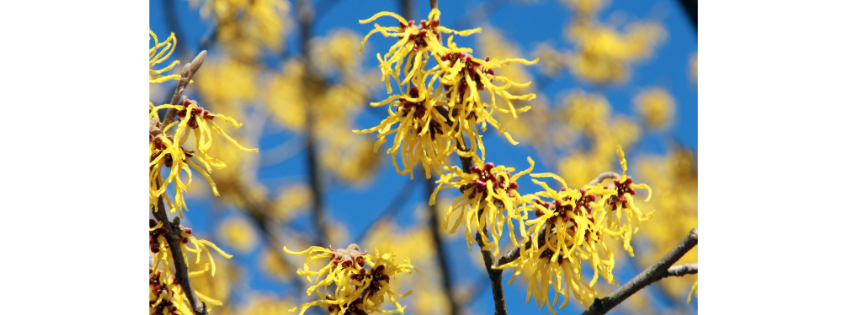 vilincentifolia