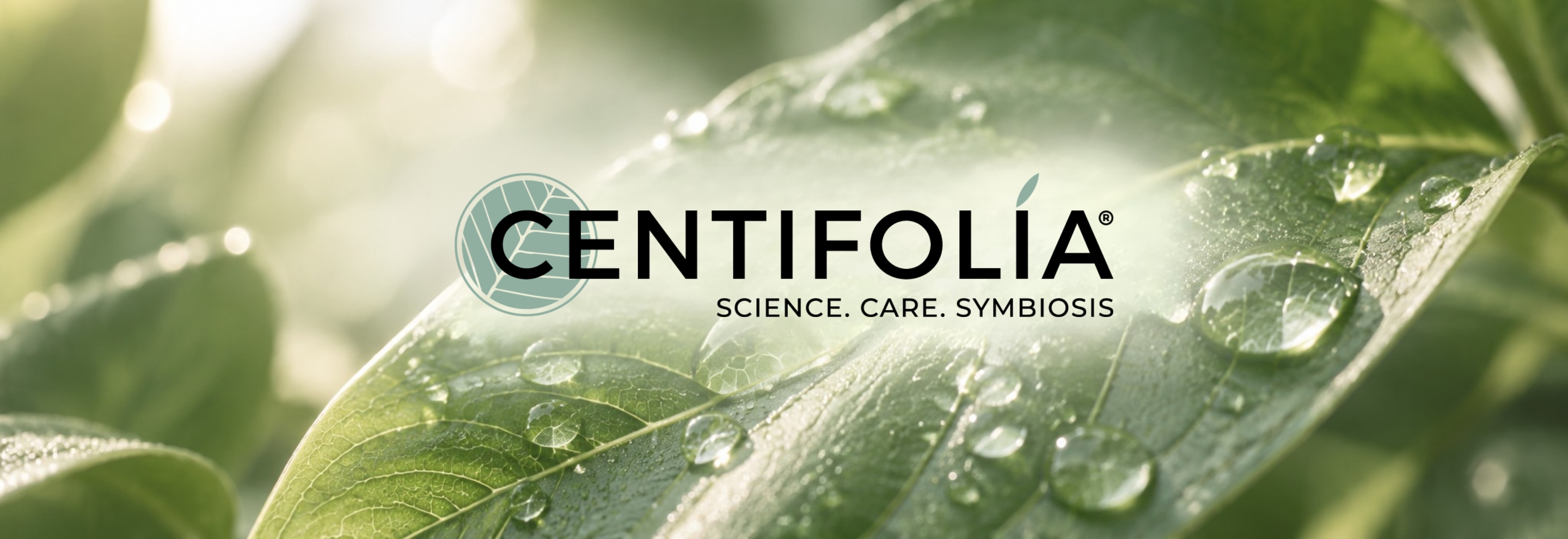 Hero_Centifolia