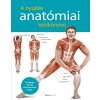 A nyújtás anatómiai kézikönyve