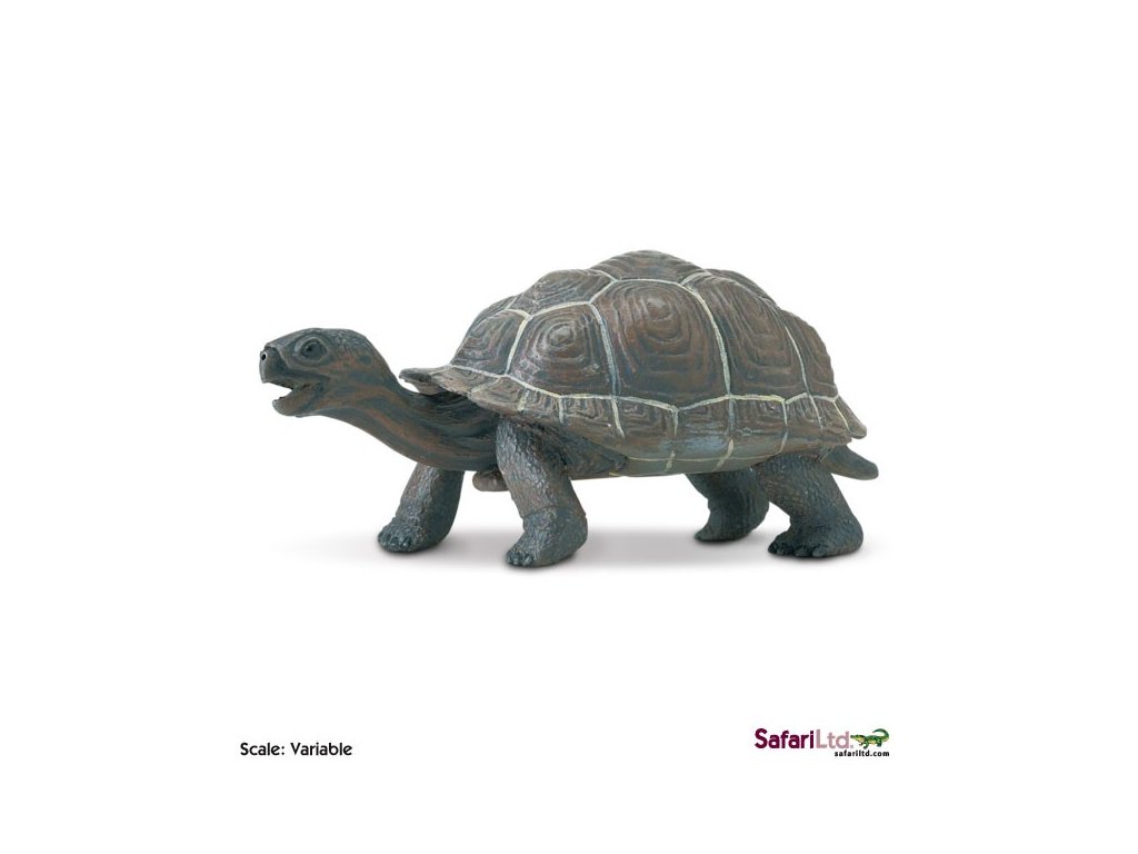 Mládě želvy galapážské / Safari Ltd.