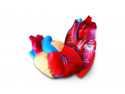 Pěnový model srdce