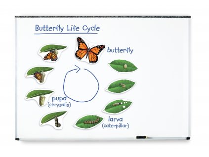 Magnetický životní cyklus - Motýl