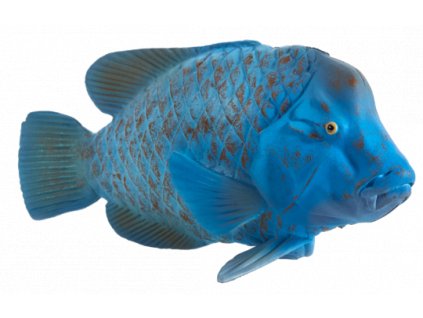 387356 Blue Grouper 540x343