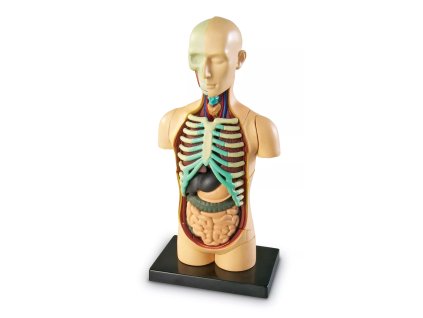 anatomicky model lidskeho tela