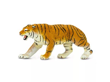 tygr bengalsky