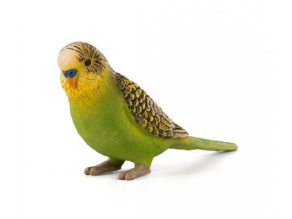 387262 BUDGERIGAR GREEN e1485444344434 540x456