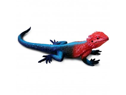 agama plochohlava mwanza