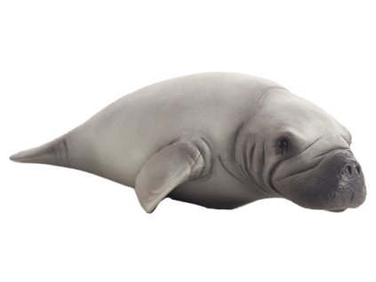 387211 Manatee 540x234%20%281%29