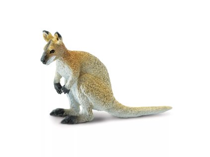 klokan wallaby