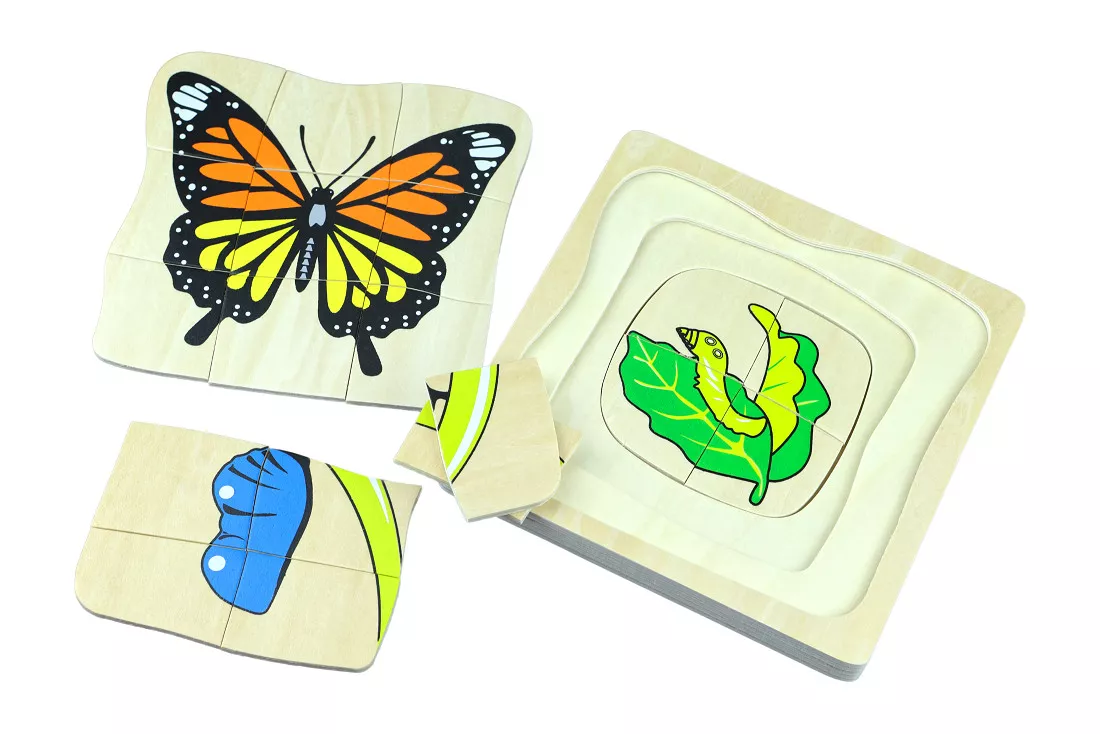 Fotografie Životní cyklus motýla