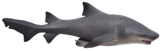 Fotografie Mojo Žralok bělavý velký