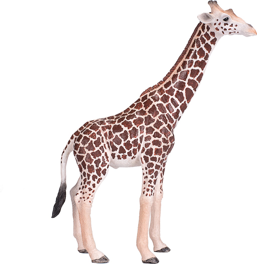 Fotografie Žirafa samice / Mojo Animal Planet