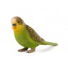 387262 BUDGERIGAR GREEN e1485444344434 540x456