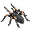 387213 Red Kneed Tarantula 5 540x540