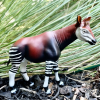 okapi