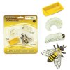 Safari Ltd.Životní cyklus - Včela