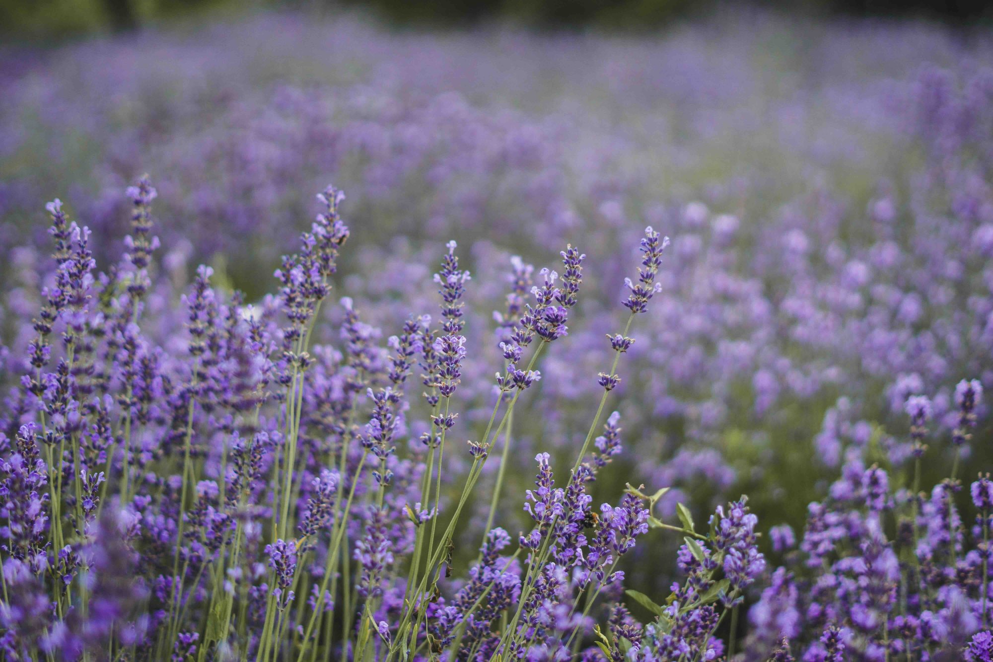Proč některé vůně uklidňují a jiné nás probouzí