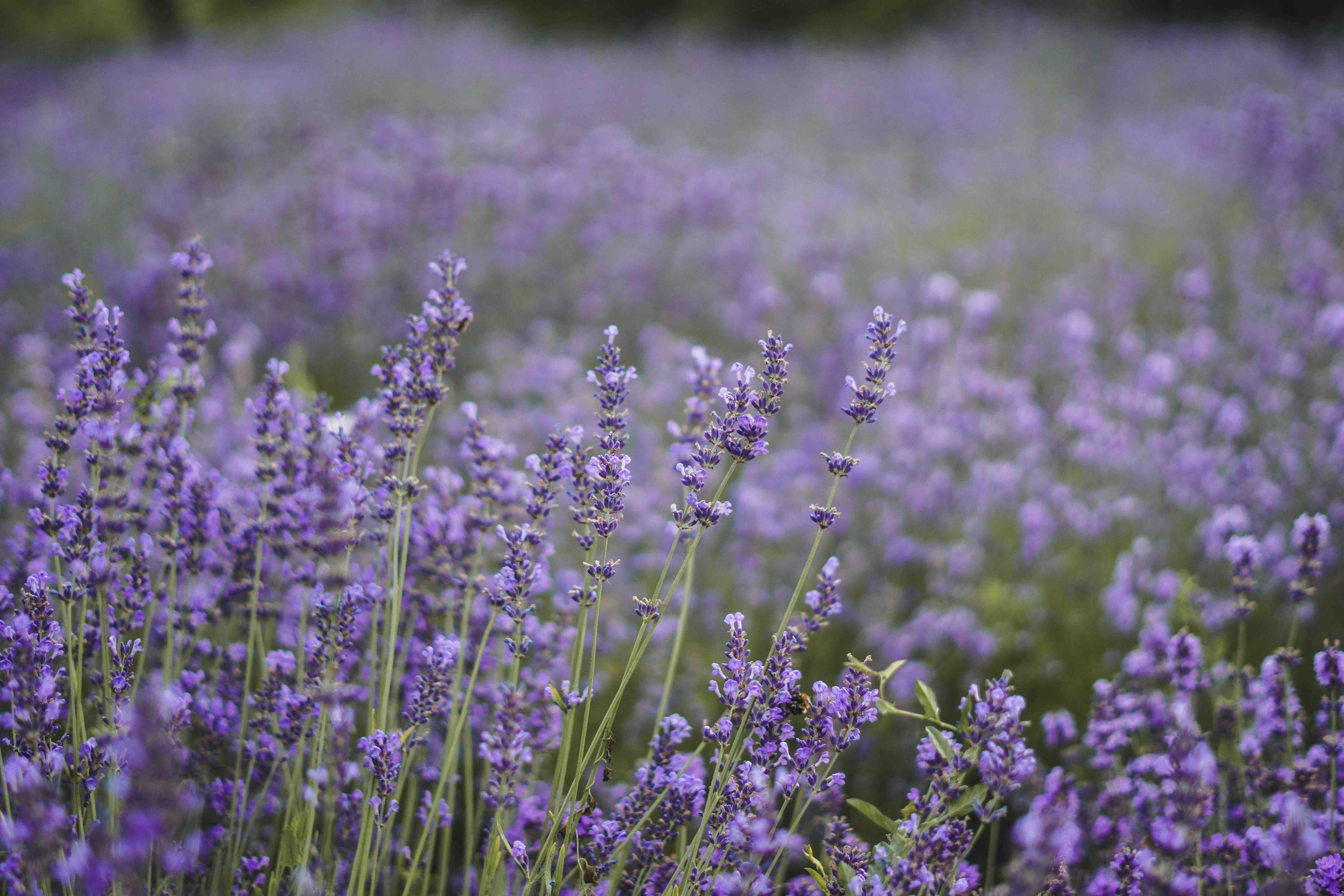 Proč některé vůně uklidňují a jiné nás probouzí