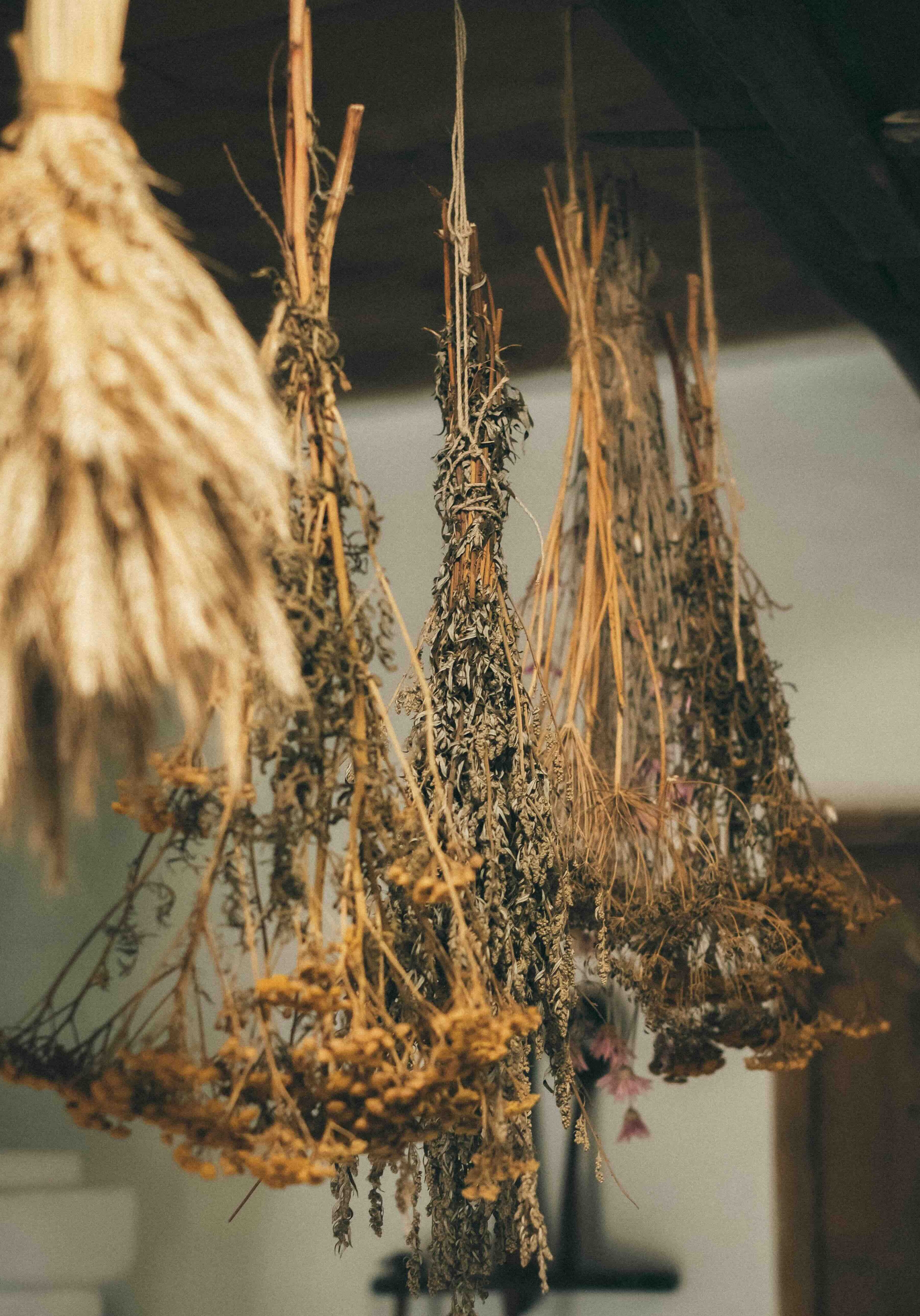 Sušené byliny a květy v přirozeném světle