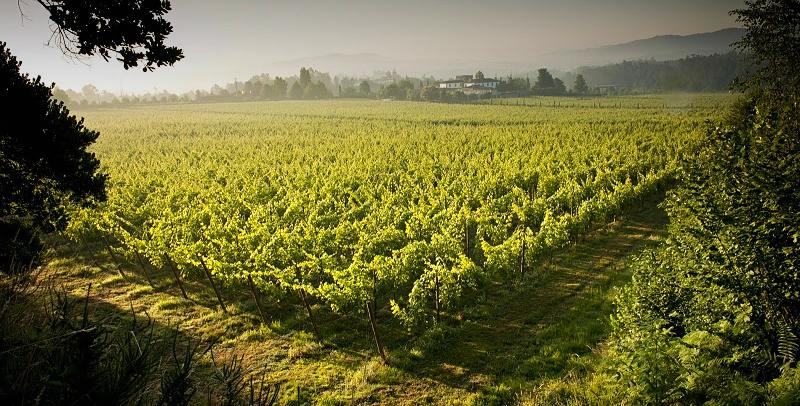 Vinho Verde, domov populárních zelených vín