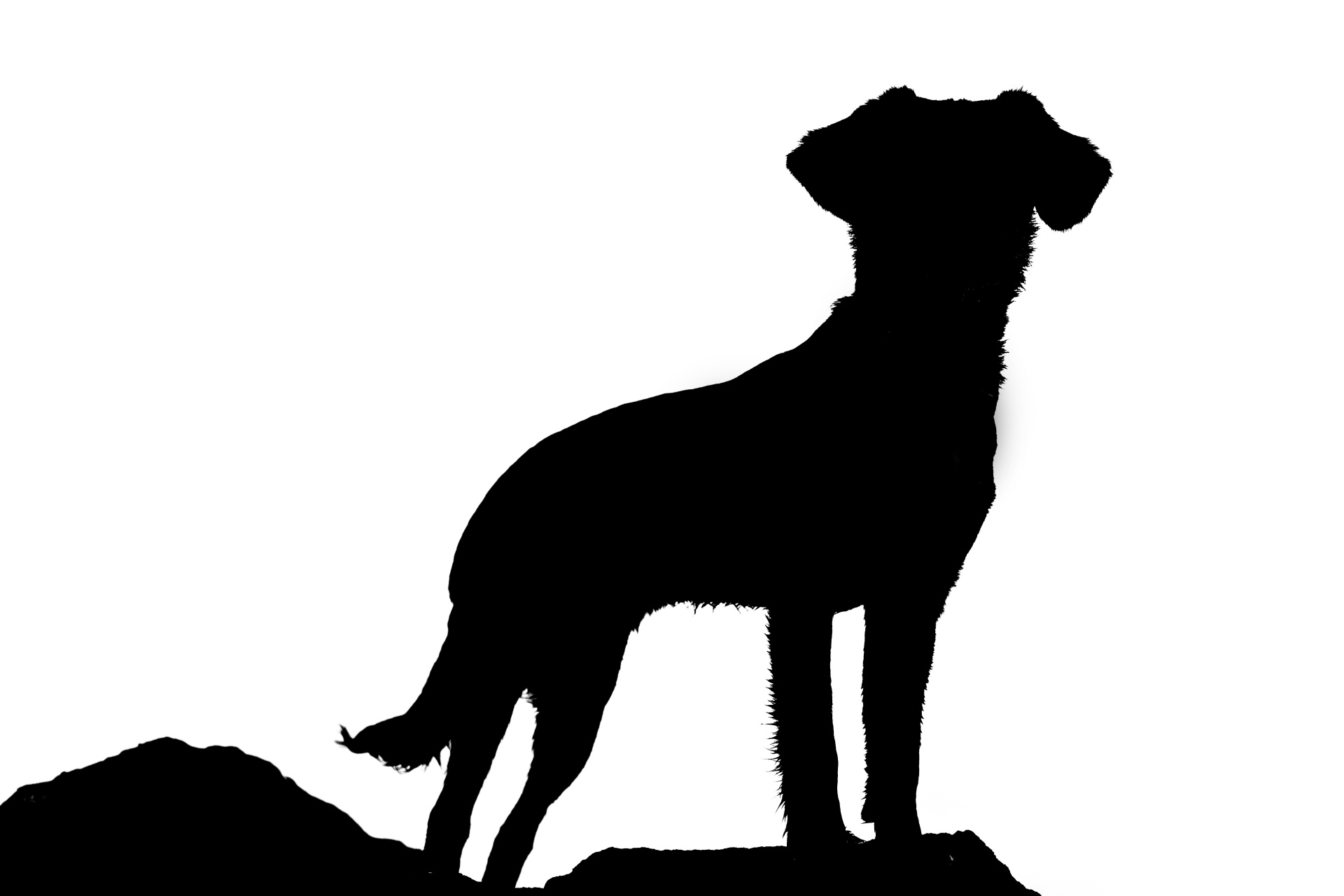 silhouette-of-dog-1484326255whv