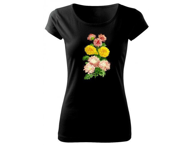 kytka chrysantema