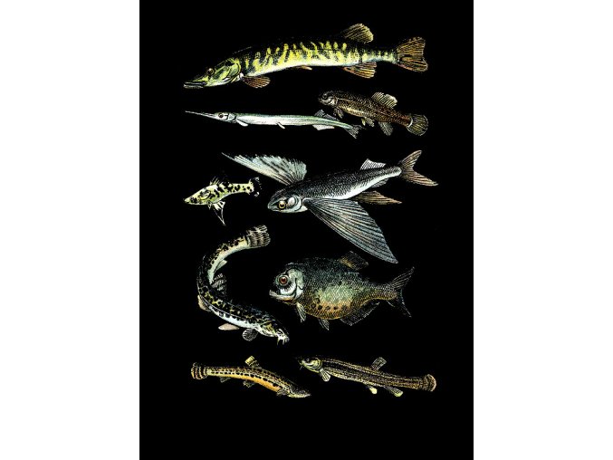 Štika, rybářské tričko