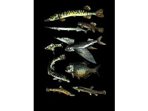 Štika, rybářské tričko