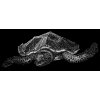 Želva vodní - tričko s potiskem (Pánské/Dámské Dámské černé, Velikost XXL)