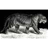 Tygr - Felis tigris - tričko s potiskem (Pánské/Dámské Dámské černé, Velikost XXL)