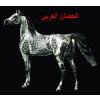 Arabský kůň - tričko s potiskem (Pánské/Dámské Dámské černé, Velikost XXL)