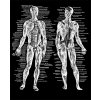 Anatomie - Lidské tělo - tričko s potiskem (Pánské/Dámské Dámské černé, Velikost XXL)