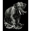 Slon indický - tričko s potiskem (Pánské/Dámské Dámské černé, Velikost XXL)