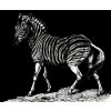 Zebra - tričko s potiskem (Pánské/Dámské Dámské černé, Velikost XXL)
