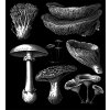 Tajemné houby - tričko s potiskem (Pánské/Dámské Pánské černé, Velikost XXL)