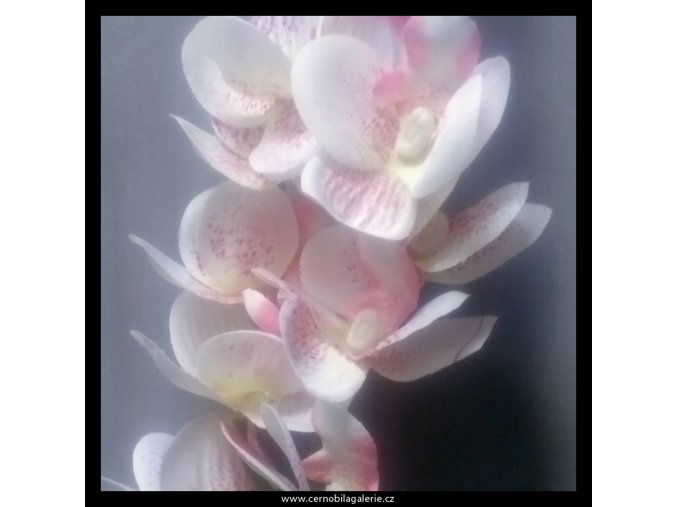 10255 orchid sim phalenopsis