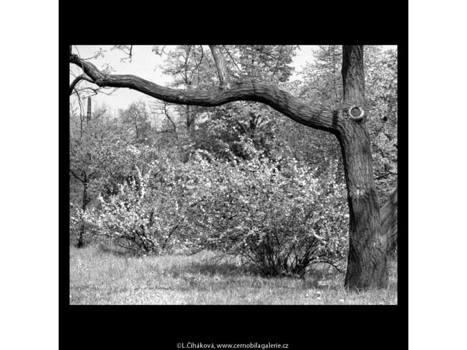 Kvetoucí keř (5264-1), žánry - Praha 1967 duben, černobílý obraz, stará fotografie, prodej