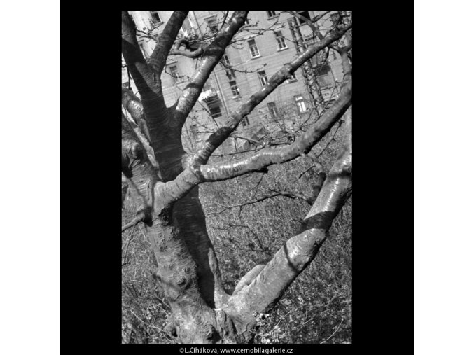 Kmen stromu (5232-2), žánry - Praha 1967 duben, černobílý obraz, stará fotografie, prodej