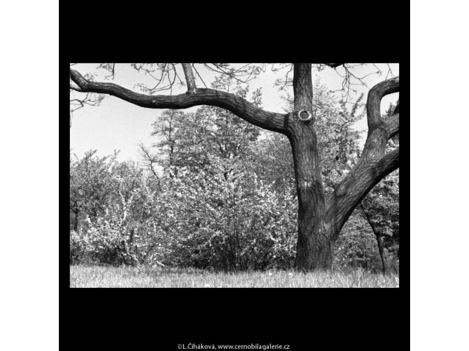 Kvetoucí keř (5264-2), žánry - Praha 1967 duben, černobílý obraz, stará fotografie, prodej